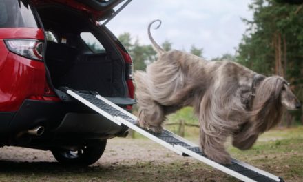 LAND ROVER’S FIVE-STAR DOG-FRIENDLY PET PACKS