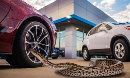 TEST DRIVING ME CRAZY – CARGURUS REVEALS THE WEIRDEST THINGS CAR BUYERS BRING TO TEST DRIVES
