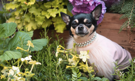Strike a Paws: The Ultimate Guide to Making your Pet Instagram-Famous