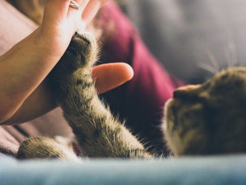 Paws for thought – why having a ‘pet-nuptial’ agreement is the ultimate separation preparation