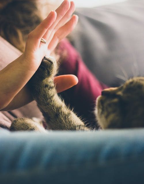 Paws for thought – why having a ‘pet-nuptial’ agreement is the ultimate separation preparation