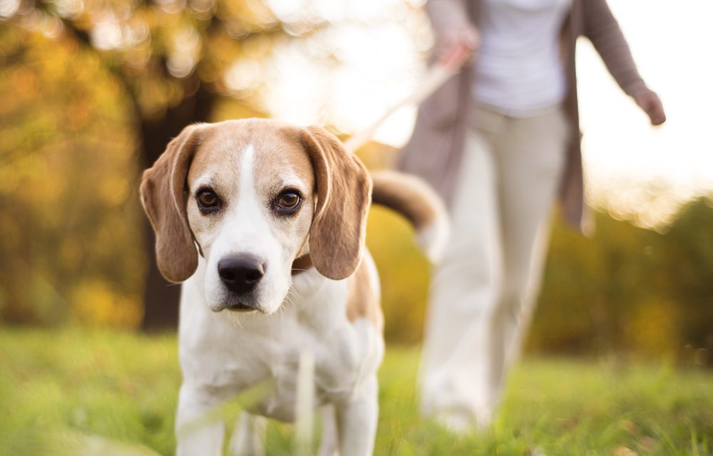 Uninsured dog walking fields could cost East Midlands landowners dear, warns animal trades expert
