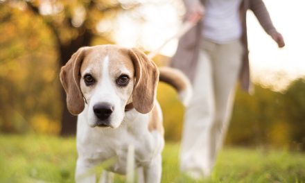 Uninsured dog walking fields could cost East Midlands landowners dear, warns animal trades expert