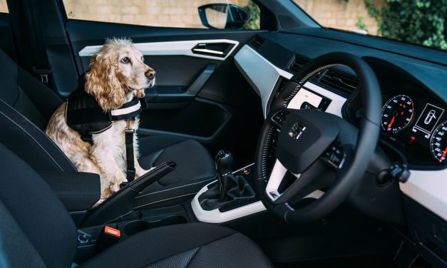 DRIVERS FAVOUR THEIR DOGS JUST AS MUCH AS THEIR CHILDREN WHEN IT COMES TO LETTING THEM SIT UP FRONT