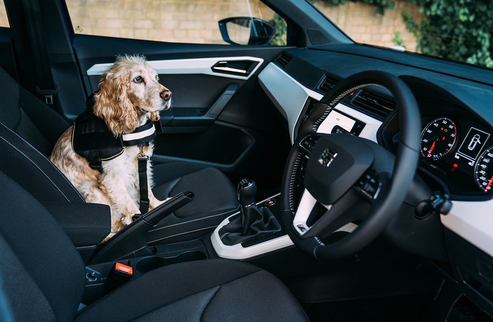 DRIVERS FAVOUR THEIR DOGS JUST AS MUCH AS THEIR CHILDREN WHEN IT COMES TO LETTING THEM SIT UP FRONT