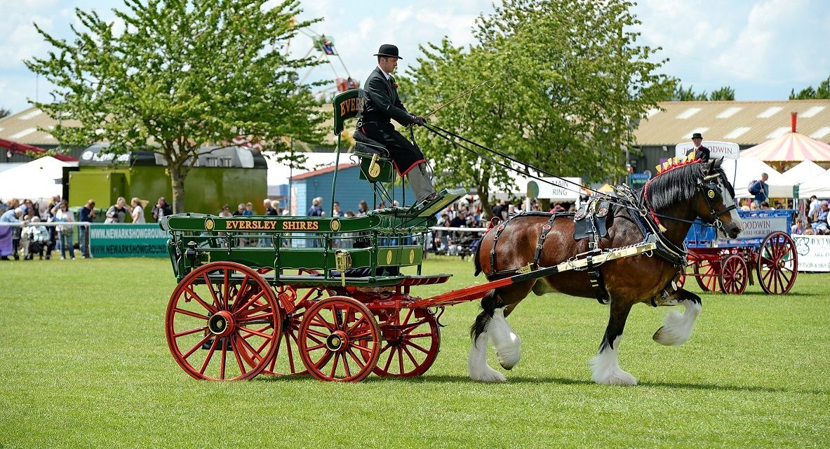 Shire horse show opts to trot to Notts for outdoor event in 2022