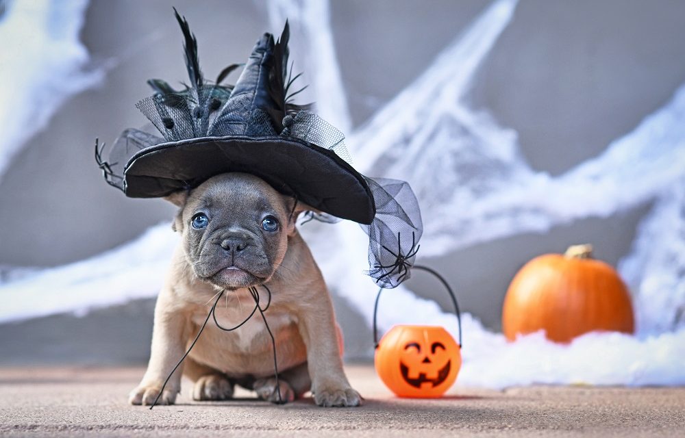 Spider or Dinosaur: The UK’s most popular pet Halloween costumes for 2021