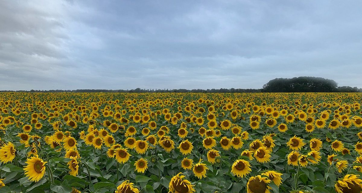 Lincolnshire Farm Speaks out on Protecting the Natural World from Home Ahead of this Sunday’s Climate Summit