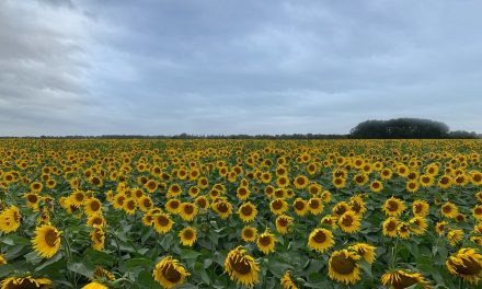Lincolnshire Farm Speaks out on Protecting the Natural World from Home Ahead of this Sunday’s Climate Summit