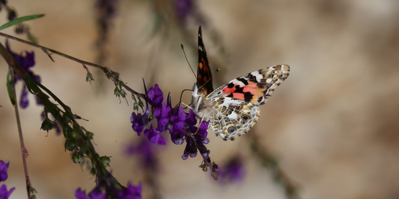 Housebuilder helps to protect butterflies with donation to conservation charity