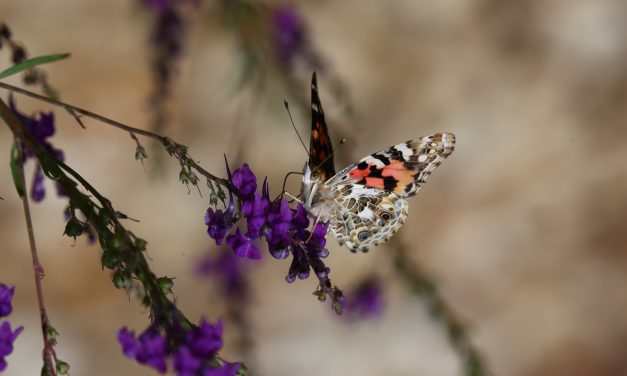 Housebuilder helps to protect butterflies with donation to conservation charity