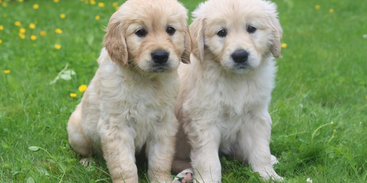 Calling all dog-lovers – could you look after a guide dog puppy in Leicestershire?