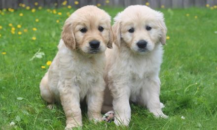 Calling all dog-lovers – could you look after a guide dog puppy in Leicestershire?