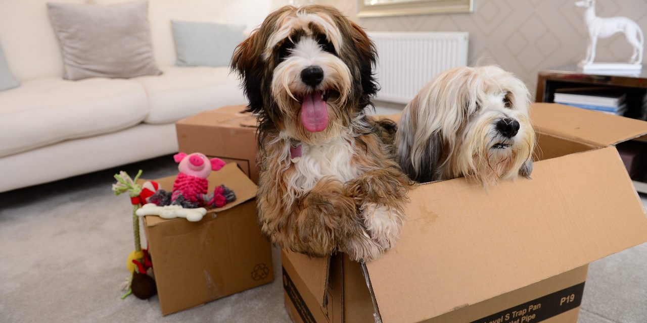 Top tips for a stress-free move for pets in Warwickshire