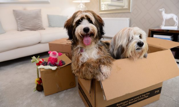 Top tips for a stress-free move for pets in Warwickshire