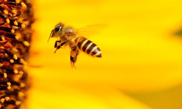Honey Trap: The Rise of Honey Laundering and Bees Malware in the UK