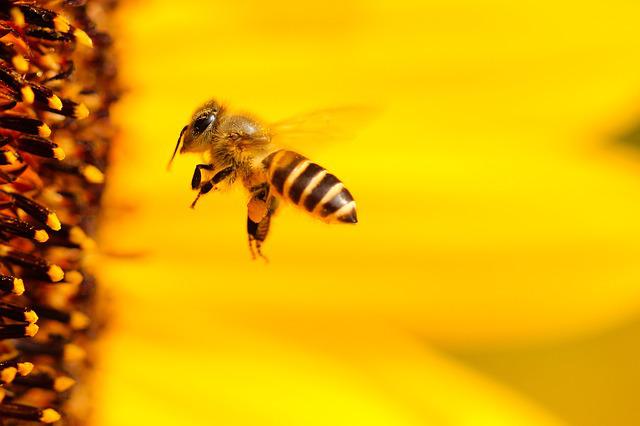 Honey Trap: The Rise of Honey Laundering and Bees Malware in the UK