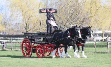 World’s largest gathering of Shire horses set to return to Newark next year for national show