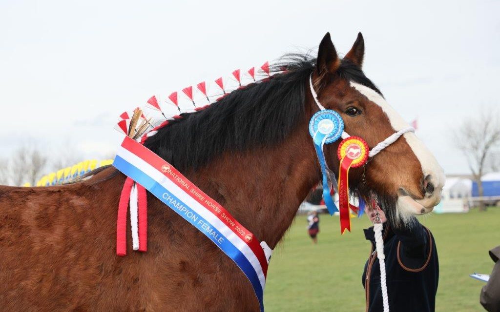 Tickets on sale for world’s largest gathering of Shire horses
