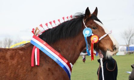 Tickets on sale for world’s largest gathering of Shire horses