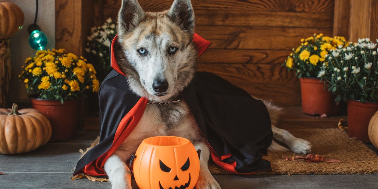 Five ways to have a safe Halloween with your pet