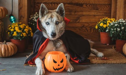 Five ways to have a safe Halloween with your pet