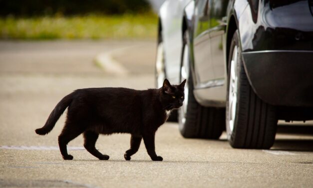 Cat hit-and-runs must stop, warns road safety charity