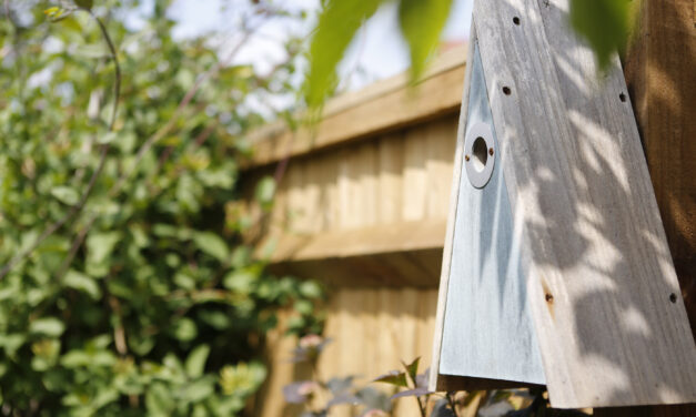 Derbyshire housebuilders’ online quiz takes flight again for National Nest Box Week