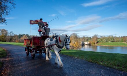 Shire horses to trot into Newark to promote National Shire Horse Show