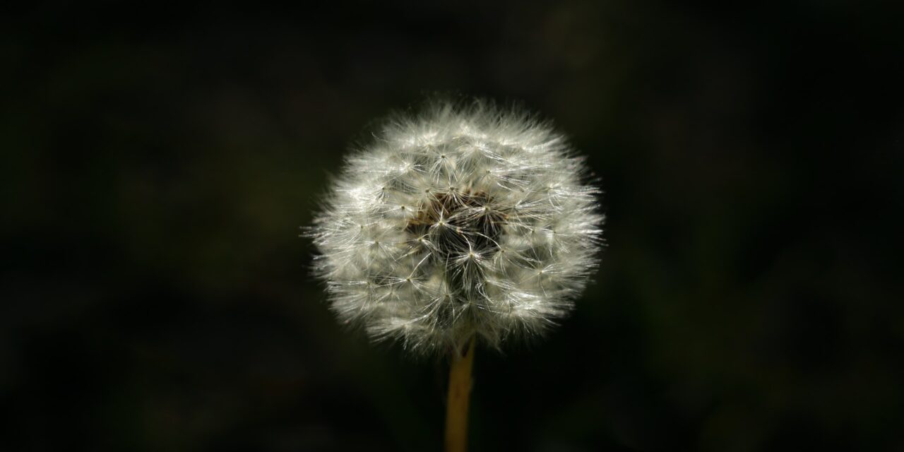 Why is hayfever worse at night?