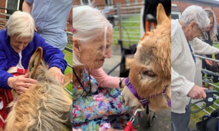 Elderly enjoy animal therapy with mini donkeys