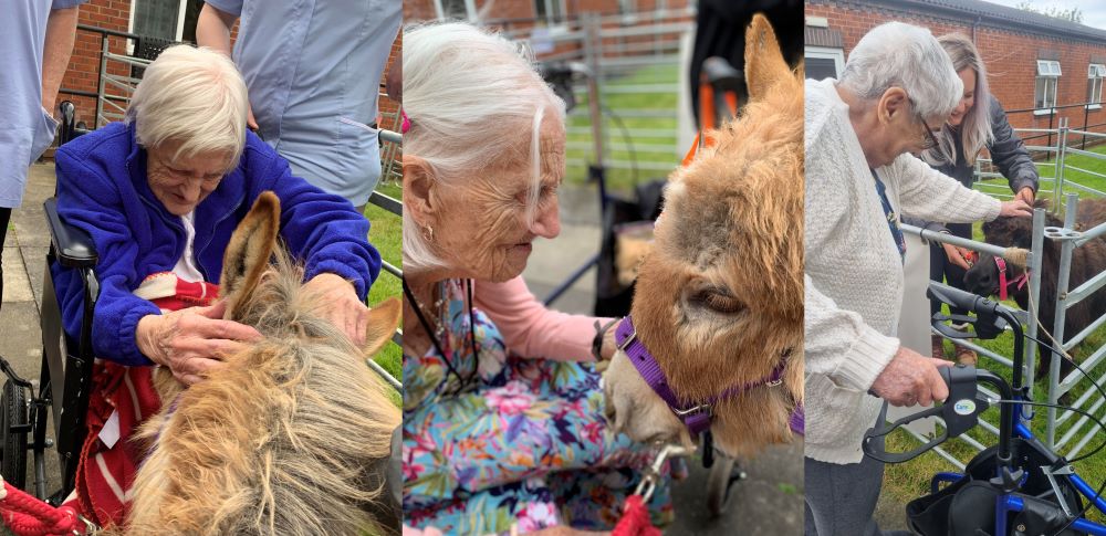Elderly enjoy animal therapy with mini donkeys