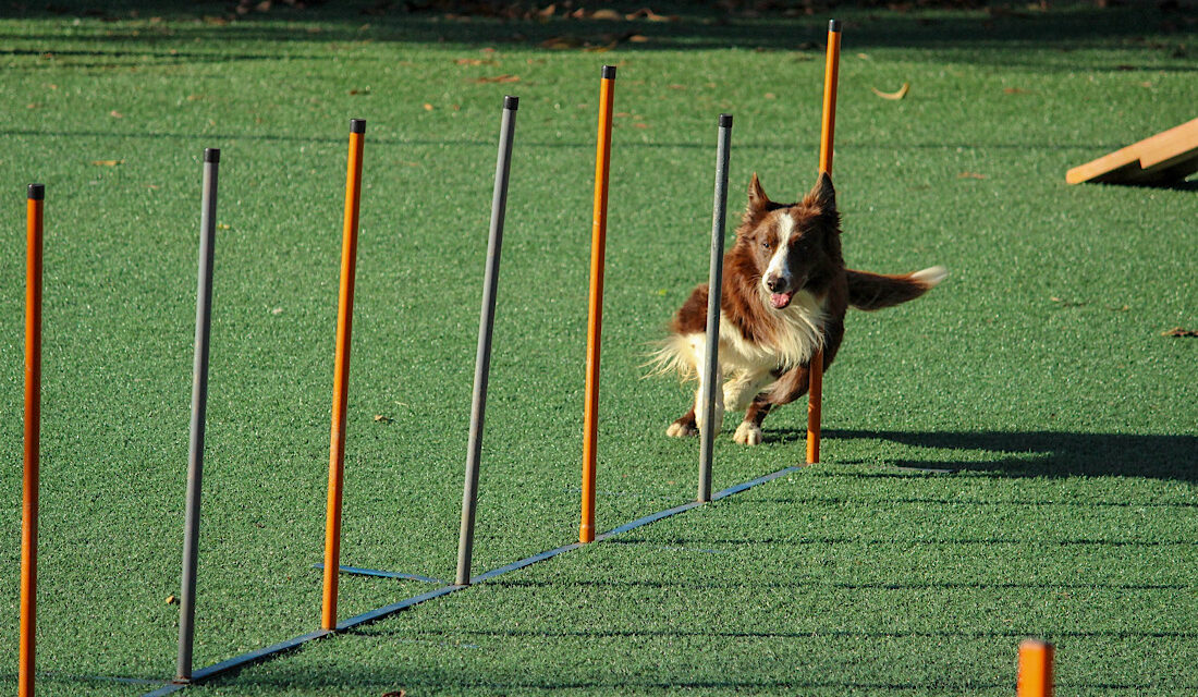 Top 5 dog breed that are easy to train.