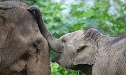 Animals (Low-Welfare Activities Abroad) Bill Passed Second Reading at the House of Lords 