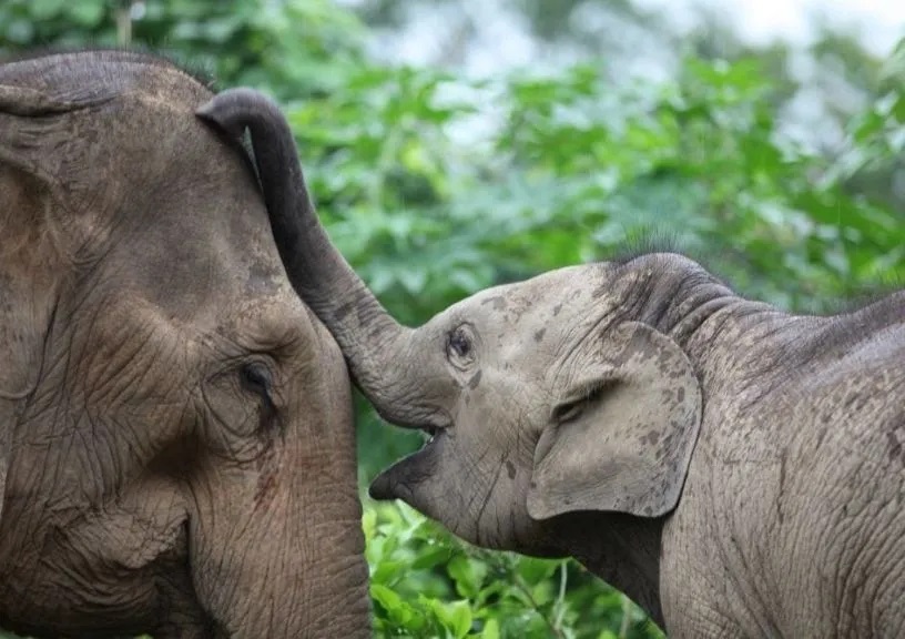 Animals (Low-Welfare Activities Abroad) Bill Passed Second Reading at the House of Lords 