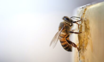 What do Bee’s bring to the economy?