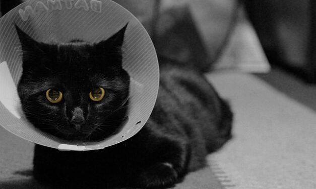 What is Spay/Neuter Awareness Month 2024?