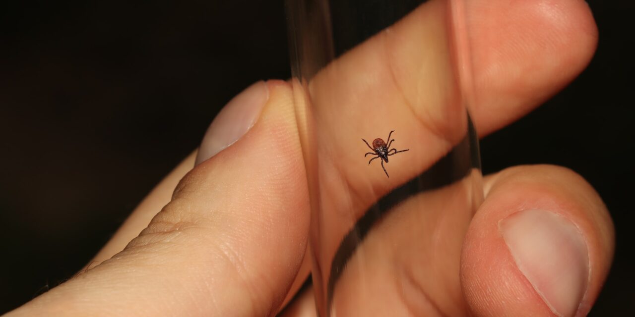 What is Lyme Disease?