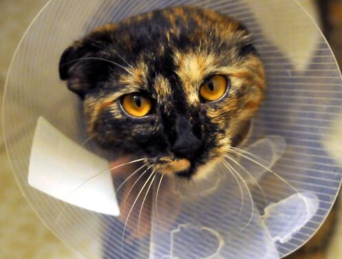 23rd February 2024 – World Spay Day