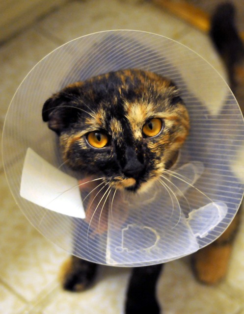 23rd February 2024 – World Spay Day