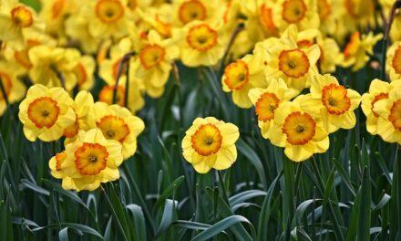 March 2024 – Marie Curie Great Daffodil Appeal 2024