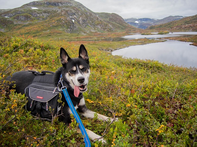 Where to go for nice walk with the Dog if your away for the Weekend in Northern Ireland?