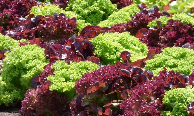 The Ultimate Guide: What Food is Best to Grow in May