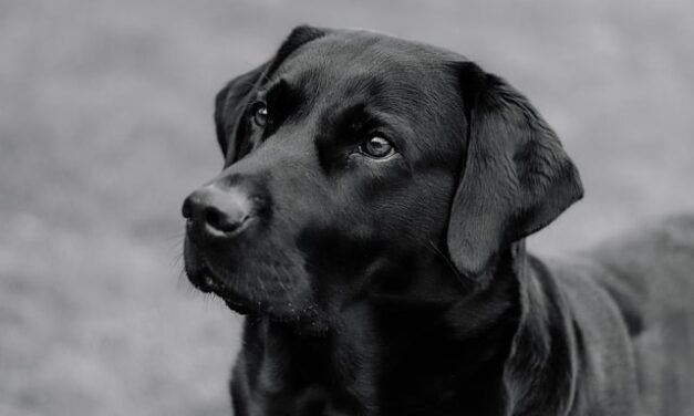 Where to go for nice walk with the Dog if your away for the Weekend in West Midlands?