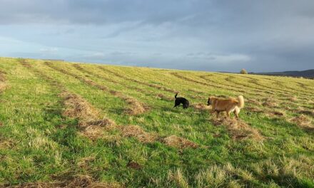 Where to go for nice walk with the Dog if your away for the Weekend in Scotland?