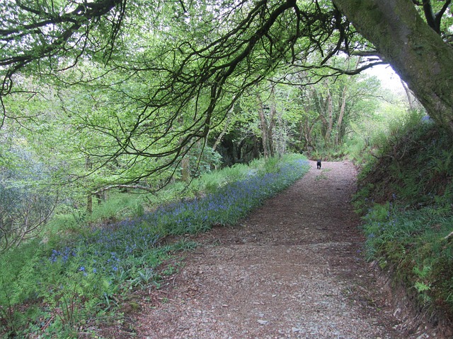 Where to go for nice walk with the Dog if your away for the Weekend in Wales?