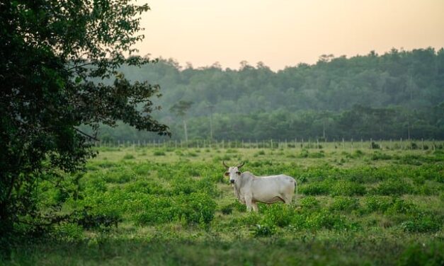 Exploring the Rural Realities and Charms of “Clarkson’s Farm”: A Comprehensive Review