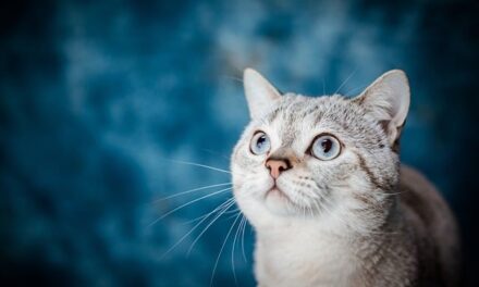Celebrating National Pet Month 2024: Honoring Our Furry Friends