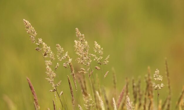 How to Get Rid of Hay Fever: Effective Strategies and Treatments
