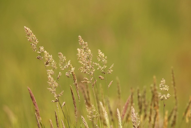 How to Get Rid of Hay Fever: Effective Strategies and Treatments